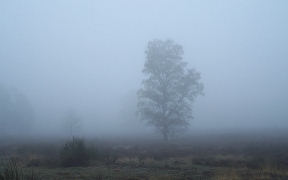 Wallpaper Wahner Heide